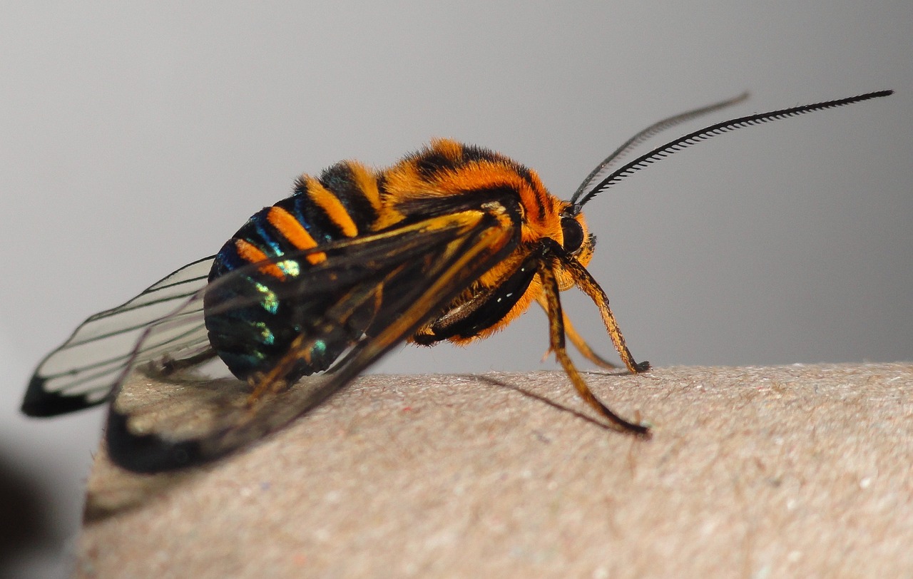 Linnaeus: The Father of Taxonomy